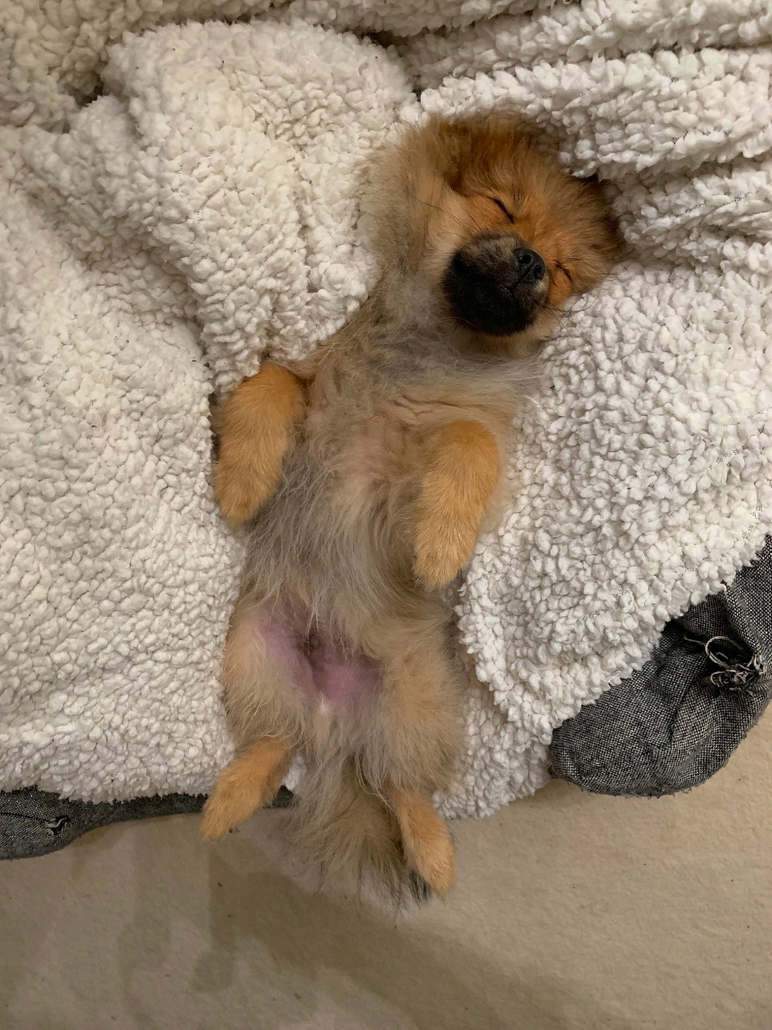 Meïko participe au concours pour gagner de l'argent avec cette photo : canidae, carnivore, companion_dog, dog, dog_breed, fawn, non_sporting_group, pomeranian, puppy, snout, toy_dog