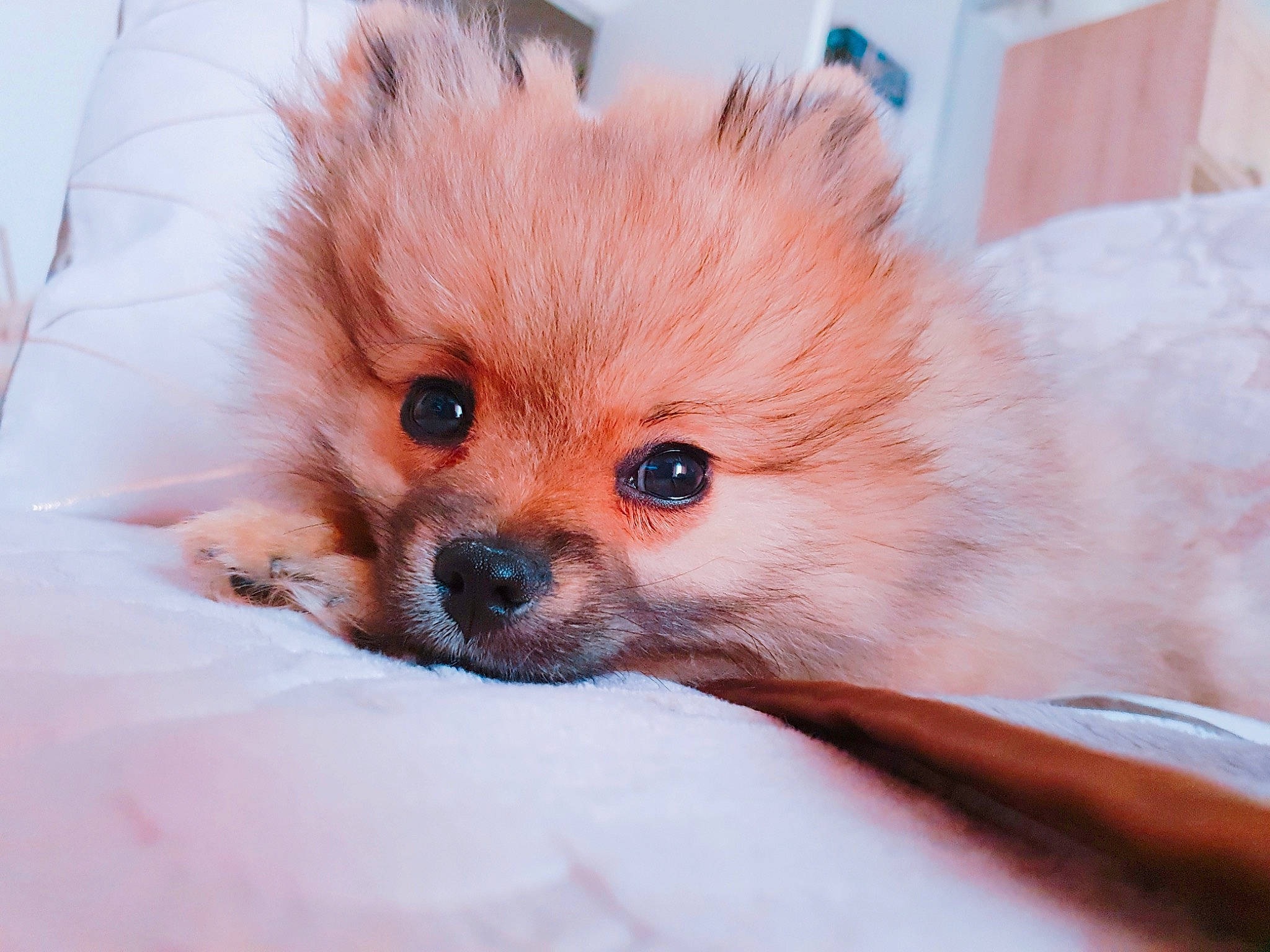 Meïko a rejoint le concours — aidez-le/la à gagner de superbes lots ! canidae, carnivore, companion_dog, dog, dog_breed, fur, german_spitz, german_spitz_klein, german_spitz_mittel, mammal, non_sporting_group, pomeranian, puppy, skin, snout, spitz, toy_dog, vertebrate, volpino_italiano, whiskers