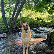 Kyubi a rejoint le concours — aidez-le/la à gagner de superbes lots ! animal, canine, dog, ears_up, forest, german_shepherd, greenery, mammal, nature, outdoor, pets, river_rocks, shallow_water, standing, stream, sunlight, sunny, trees, water, wildlife