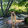animal, canine, dog, ears_up, forest, german_shepherd, greenery, mammal, nature, outdoor, pets, river_rocks, shallow_water, standing, stream, sunlight, sunny, trees, water, wildlife