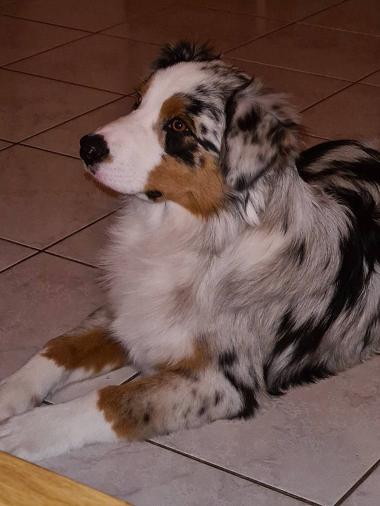 Rango a rejoint le concours — aidez-le/la à gagner de superbes lots ! ancient_dog_breeds, australian_collie, canidae, carnivore, companion_dog, dog, dog_breed, flooring, fur, hardwood, herding_dog, snout, sporting_group, terrestrial_animal, whiskers, wood, working_animal, working_dog