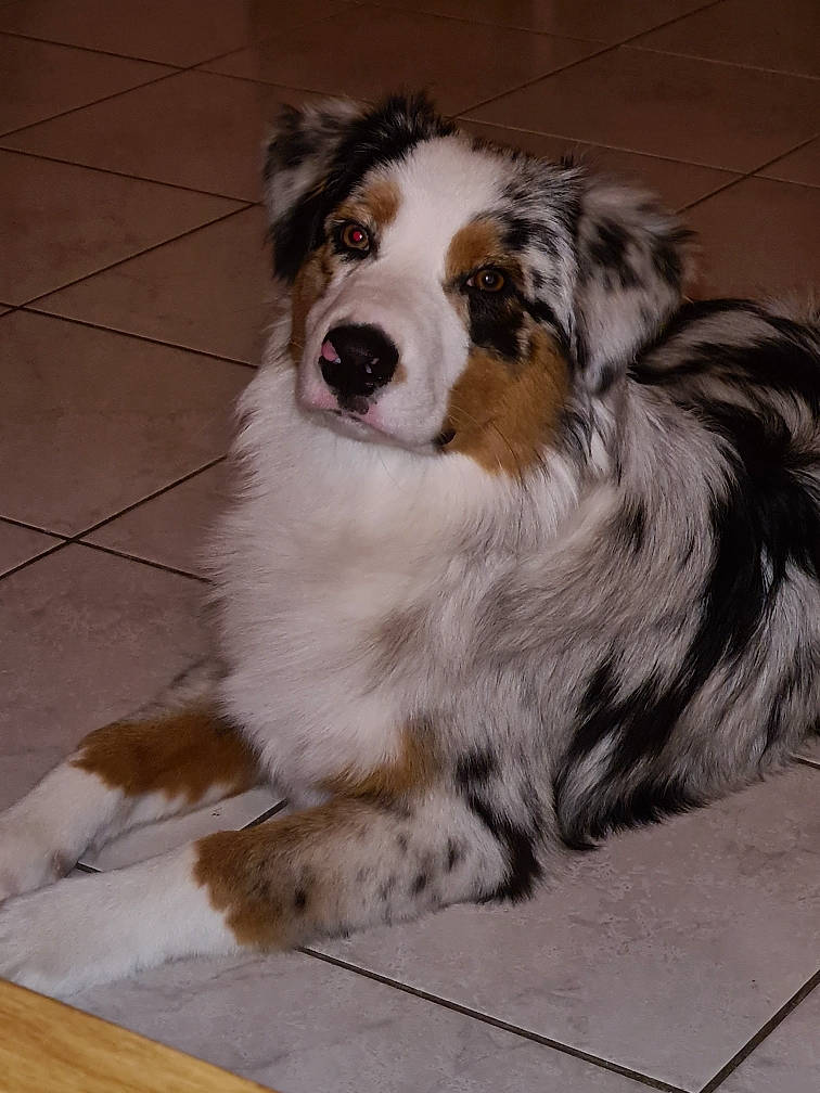 Rango a rejoint le concours — aidez-le/la à gagner de superbes lots ! ancient_dog_breeds, australian_collie, canidae, carnivore, companion_dog, dog, dog_breed, door, fur, herding_dog, sporting_group, terrestrial_animal, whiskers, working_animal, working_dog