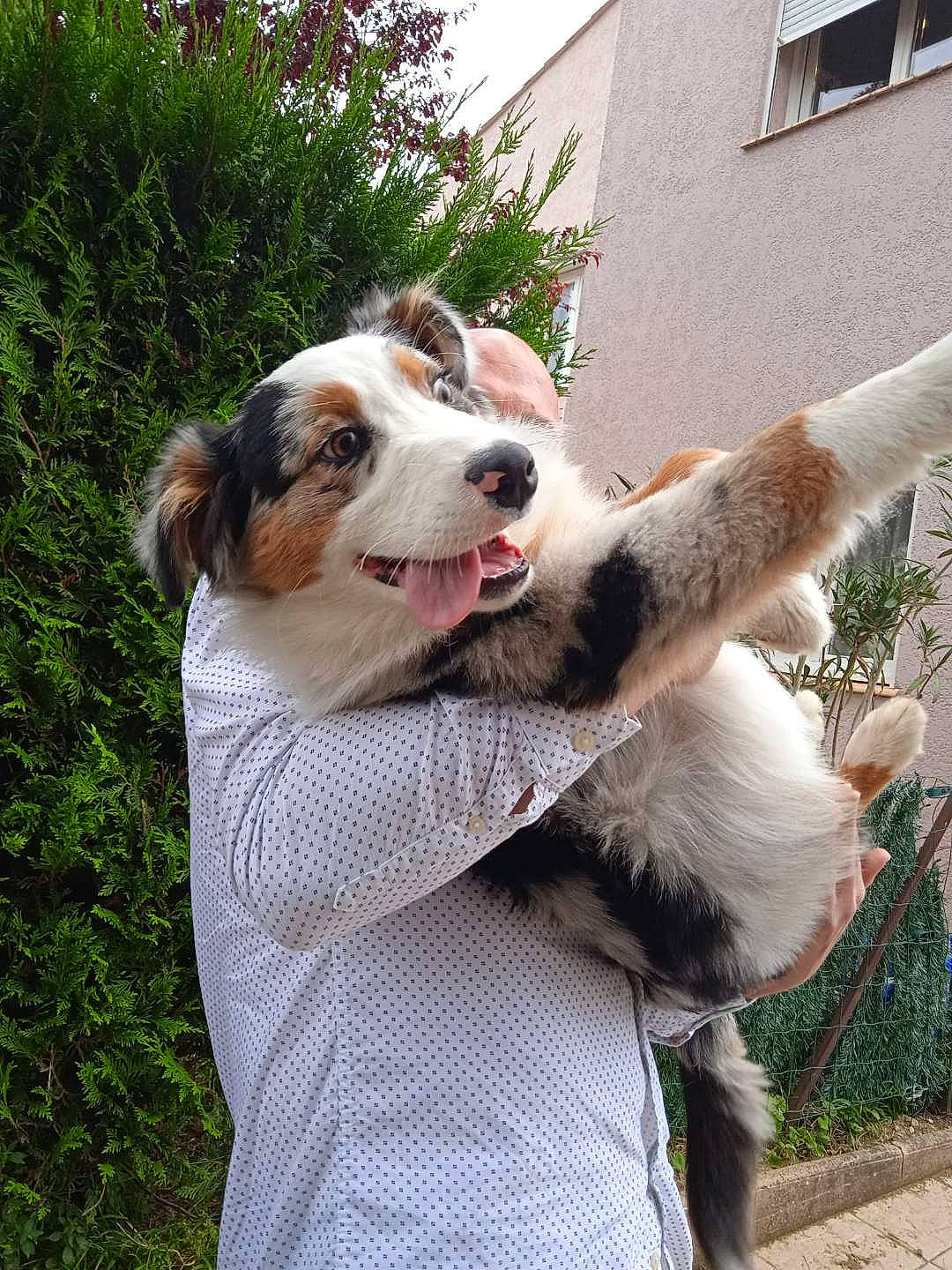 Rango a rejoint le concours — aidez-le/la à gagner de superbes lots ! ball, building, canidae, carnivore, companion_dog, dog, dog_breed, fawn, fur, gesture, grass, house, plant, sky, snout, sporting_group, tree, window, working_dog