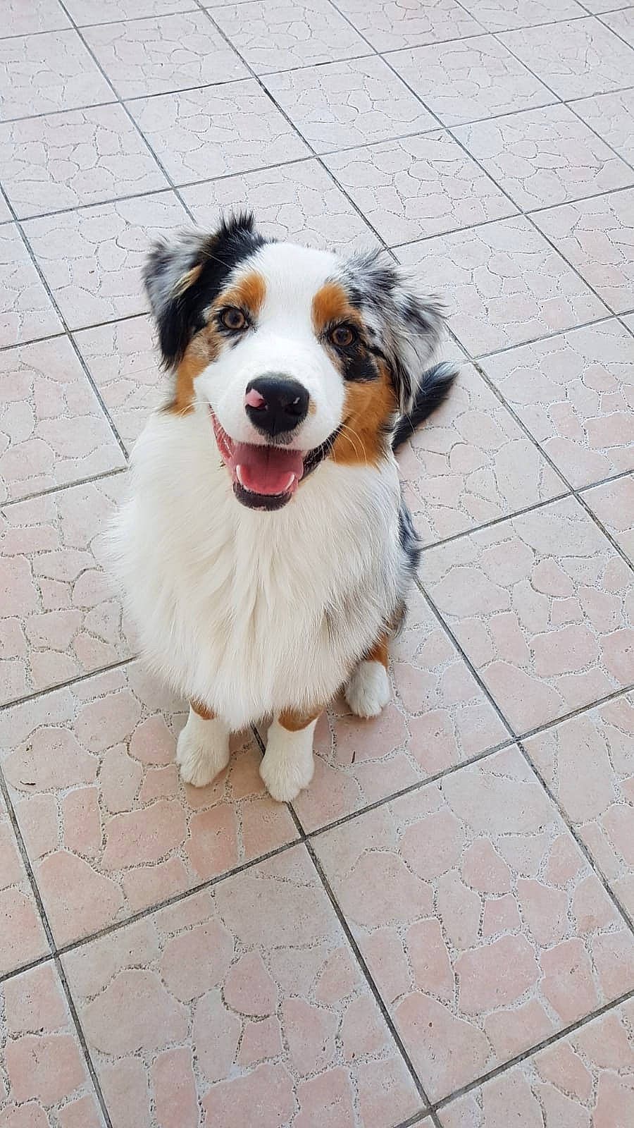 Rango participe au concours pour gagner de l'argent avec cette photo : ancient_dog_breeds, canidae, carnivore, cobblestone, collar, companion_dog, dog, dog_breed, flooring, fur, herding_dog, leash, non_sporting_group, road_surface, sidewalk, smile, snout, sporting_group, whiskers, working_dog