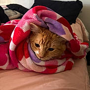 Mango is registered to the contest to win money with this photo: animal, bed, blanket, cat, comfort, cozy, cute, domestic_cat, face, fur, indoor, orange_cat, pet, pink, purple, red, resting, soft, warm, whiskers