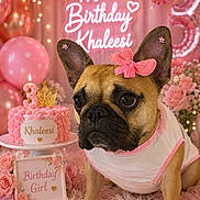 Khaleesi joined the competition — help win amazing prizes! balloons, birthday, bow, cake, celebration, costume, cute, decorations, dog, festive, flowers, fluffy, french_bulldog, gift, indoor, party, pet, pink, portrait, table