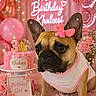 balloons, birthday, bow, cake, celebration, costume, cute, decorations, dog, festive, flowers, fluffy, french_bulldog, gift, indoor, party, pet, pink, portrait, table