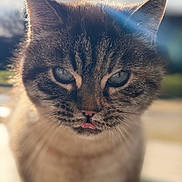 Nala Bouille participe au concours pour gagner de l'argent avec cette photo : cat, feline, close_up, portrait, tongue_out, whiskers, blue_eyes, fur, ears, sunlight, backlight, bokeh, shallow_depth_of_field, outdoor, domestic_cat, pet, muzzle, nose, whisker_detail, soft_focus