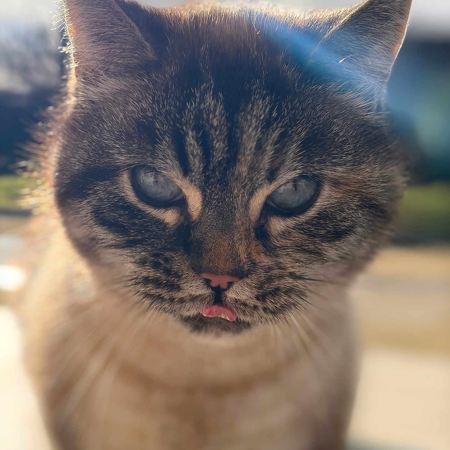 Nala Bouille participe au concours pour gagner de l'argent avec cette photo : backlight, blue_eyes, bokeh, cat, close_up, domestic_cat, ears, feline, fur, muzzle, nose, outdoor, pet, portrait, shallow_depth_of_field, soft_focus, sunlight, tongue_out, whisker_detail, whiskers