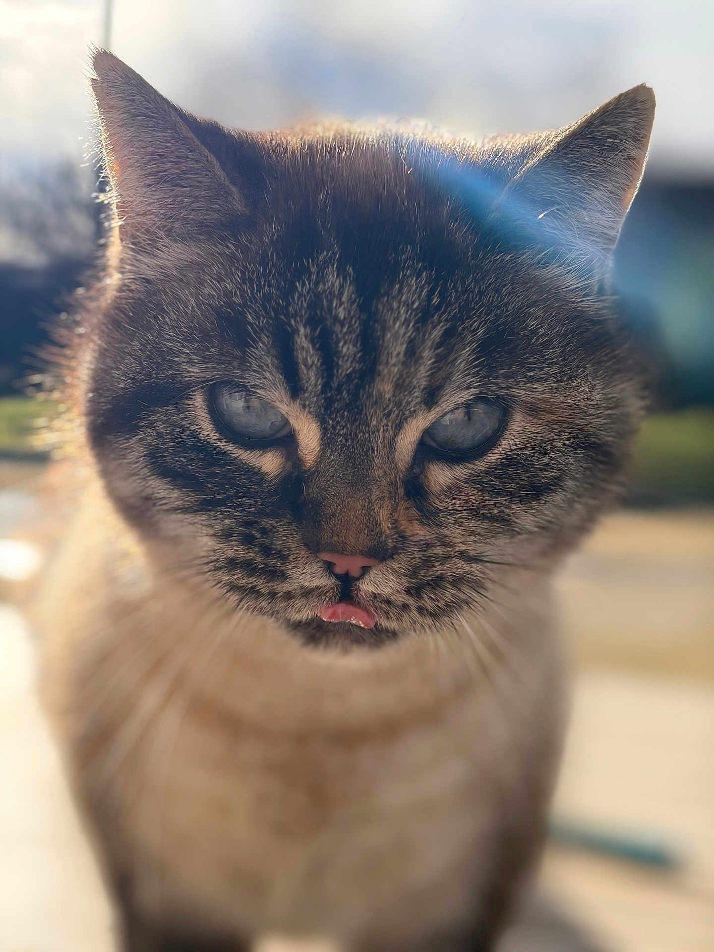 Nala Bouille participe au concours pour gagner de l'argent avec cette photo : cat, feline, close_up, portrait, tongue_out, whiskers, blue_eyes, fur, ears, sunlight, backlight, bokeh, shallow_depth_of_field, outdoor, domestic_cat, pet, muzzle, nose, whisker_detail, soft_focus