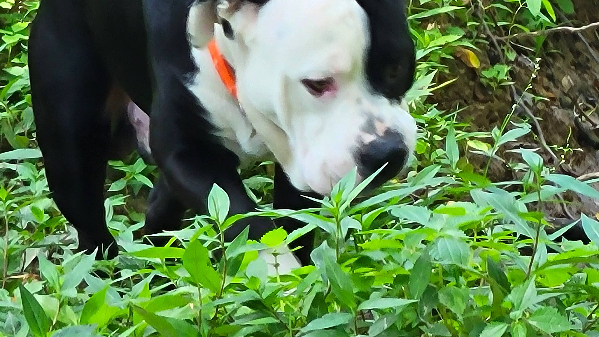 Bear Bear is registered to the contest to win money with this photo: carnivore, companion_dog, dog, dog_breed, fawn, grass, groundcover, molosser, non_sporting_group, plant, shrub, snout, terrestrial_animal, whiskers, working_animal