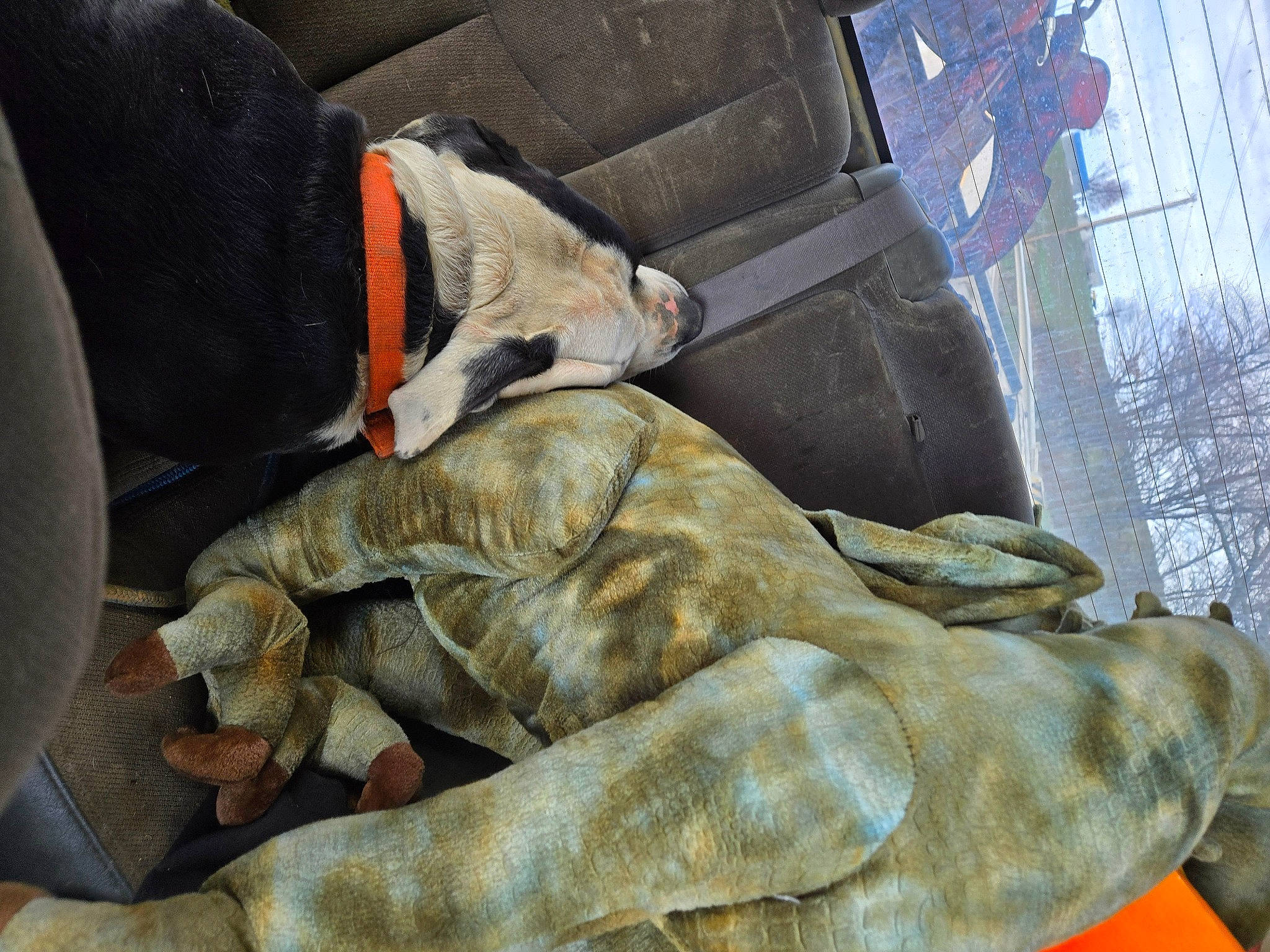 Bear Bear is registered to the contest to win money with this photo: art, bronze, canidae, carnivore, comfort, dog_breed, felidae, fur, human_leg, knee, metal, nap, sitting, sleep, snout, sporting_group, terrestrial_animal, wrinkle