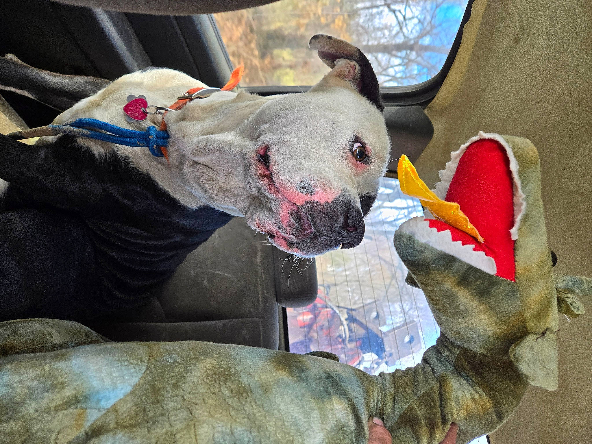 Bear Bear is registered to the contest to win money with this photo: bull_terrier, canidae, carmine, carnivore, collar, comfort, companion_dog, dog, dog_breed, english_white_terrier, fawn, guard_dog, non_sporting_group, snout, sporting_group, stuffed_toy, terrestrial_animal, toy, whiskers, working_animal