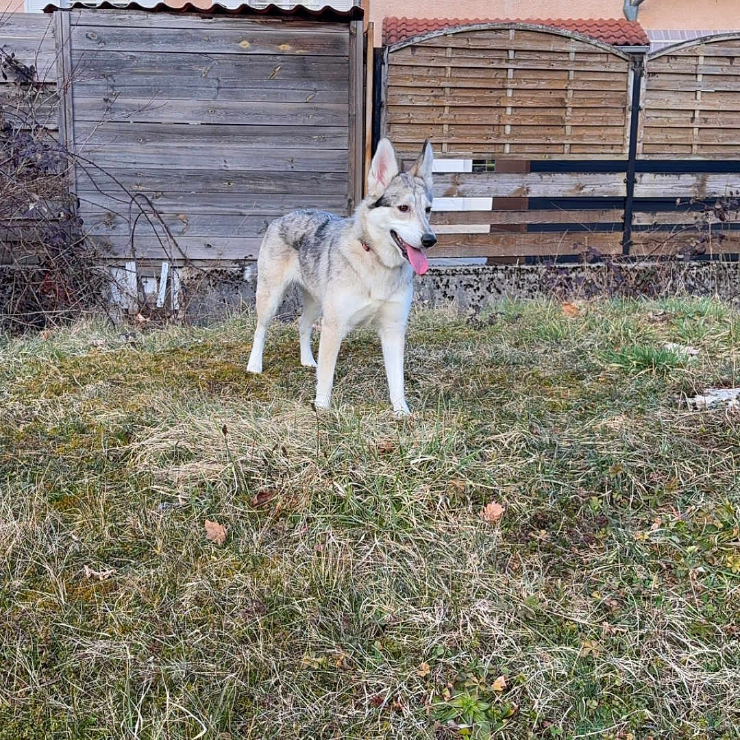 Laïka a rejoint le concours — aidez-le/la à gagner de superbes lots ! animal, architecture, backyard, building, canine, dog, eskimodog, grass, herbal, herbs, housing, husky, nature, neighborhood, outdoors, pet, plant, shelter, soil, yard