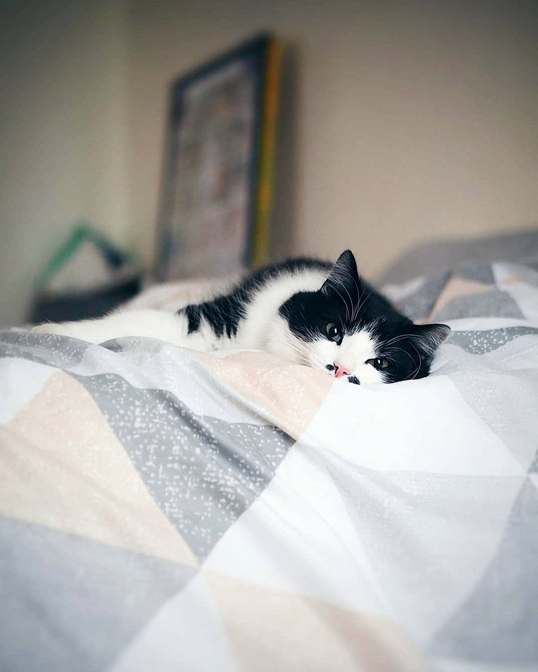 Lucien participe au concours pour gagner de l'argent avec cette photo : bed, bedding, bedroom, carnivore, cat, comfort, domestic_short_haired_cat, felidae, flooring, formal_wear, fur, grey, linens, monochrome, monochrome_photography, pattern, room, small_to_medium_sized_cats, whiskers, wood