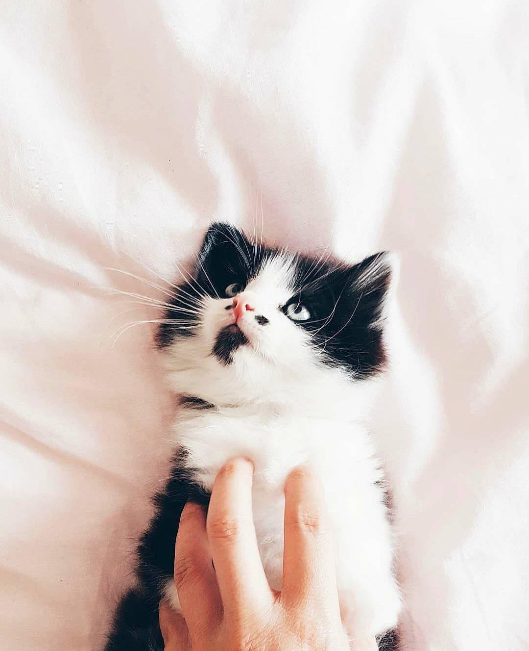 Lucien a rejoint le concours — aidez-le/la à gagner de superbes lots ! art, carnivore, cat, claw, comfort, eye, felidae, foot, fur, gesture, human_body, monochrome_photography, nail, paw, plant, small_to_medium_sized_cats, snout, tail, whiskers