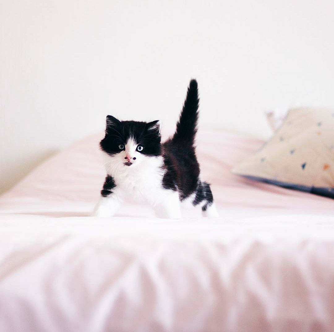 Lucien a rejoint le concours — aidez-le/la à gagner de superbes lots ! bed, bedding, bedroom, black_cat, carnivore, cat, comfort, domestic_short_haired_cat, felidae, fur, grey, linens, room, small_to_medium_sized_cats, snout, tail, terrestrial_animal, tints_and_shades, whiskers, wood