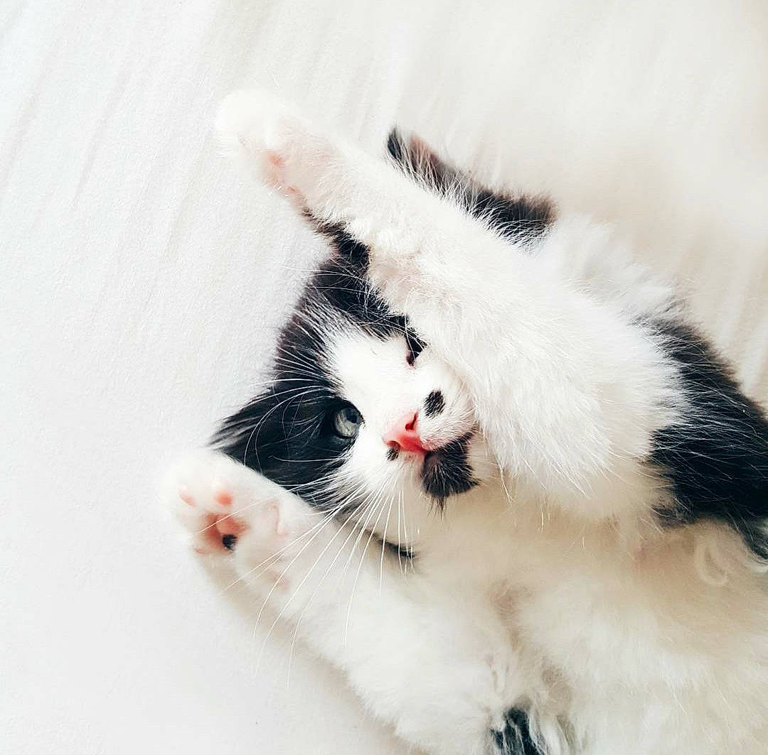 Lucien participe au concours pour gagner de l'argent avec cette photo : art, carnivore, cat, claw, comfort, domestic_short_haired_cat, eye, felidae, foot, fur, paw, small_to_medium_sized_cats, snout, tail, terrestrial_animal, toe, whiskers