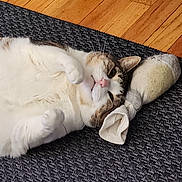 Mollie joined the competition — help win amazing prizes! cat, pet, lying_down, relaxed, stuffed_toy, rug, wooden_floor, indoor, cozy, whiskers, pink_nose, fur, animal, domestic_cat, tabby, white_fur, playful, cute, resting, soft_toy