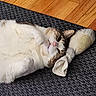 cat, pet, lying_down, relaxed, stuffed_toy, rug, wooden_floor, indoor, cozy, whiskers, pink_nose, fur, animal, domestic_cat, tabby, white_fur, playful, cute, resting, soft_toy