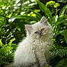 animal, background_blur, blue_eyes, cat, cute, ferns, fluffy, fur, greenery, kitten, mammal, nature, outdoor, pet, plants, portrait, sitting, soft_light, whiskers, young_animal
