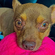 King joined the competition — help win amazing prizes! dog, brown_dog, close_up, pet, animal, fur, nose, whiskers, ears, pink_plush, soft_texture, resting, cute, indoor, portrait, face, looking, small_dog, warm_colors, cozy