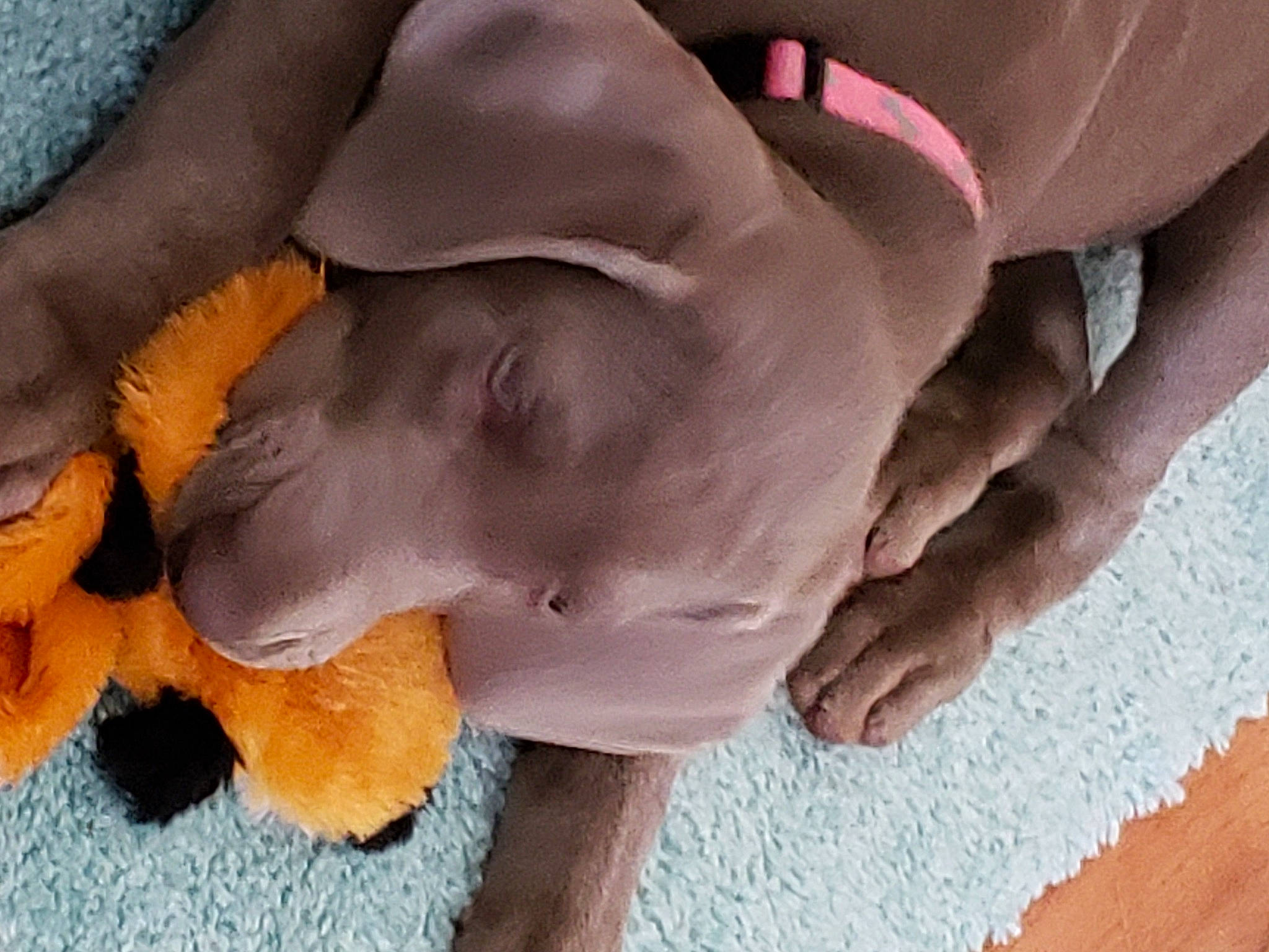 Blubella joined the competition — help win amazing prizes! canidae, carnivore, companion_dog, dog, dog_breed, ear, fawn, fur, gesture, guard_dog, linens, non_sporting_group, paw, snout, sporting_group, tail, wood, working_animal