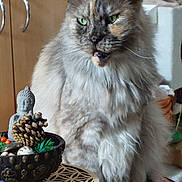 Romy participe au concours pour gagner de l'argent avec cette photo : cat, fluffy, green_eyes, indoor, bowl, pine_cone, buddha_statue, furniture, table, decor, pet, animal, sitting, closeup, furry, domestic_cat, household, calm, portrait, feline