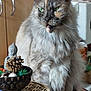 cat, fluffy, green_eyes, indoor, bowl, pine_cone, buddha_statue, furniture, table, decor, pet, animal, sitting, closeup, furry, domestic_cat, household, calm, portrait, feline