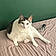 Mozzie