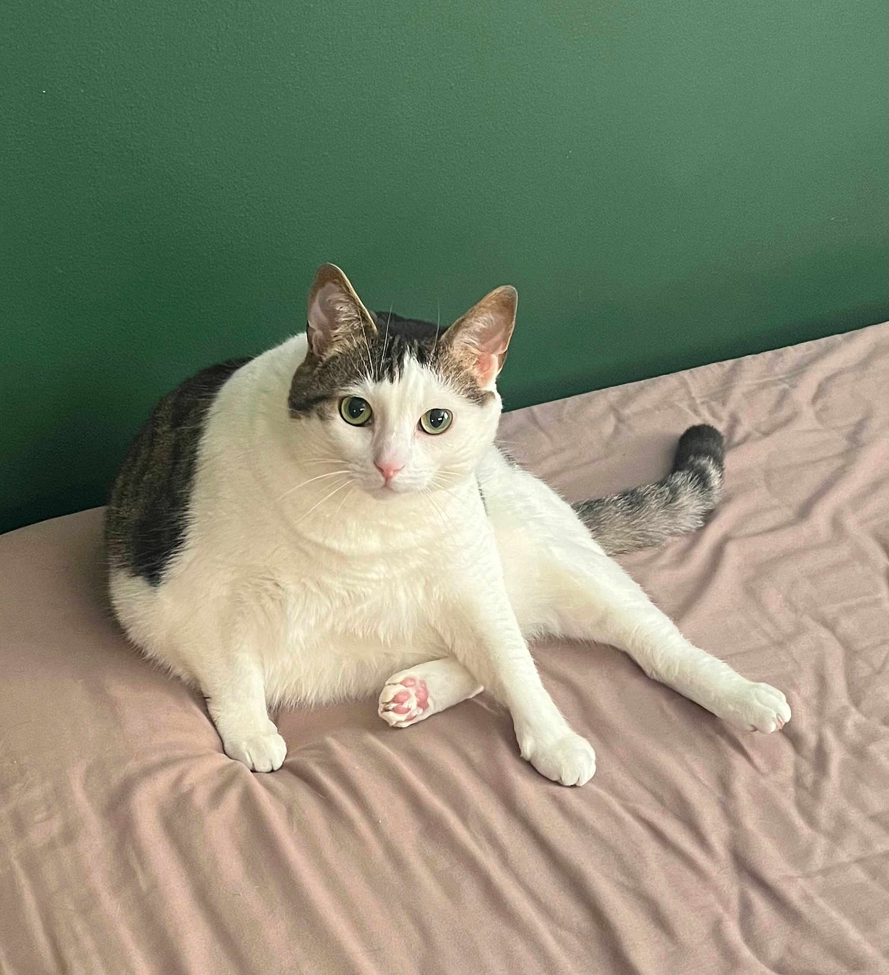 Mozzie is registered to the contest to win money with this photo: cat, tabby, white_cat, pet, indoor, bed, bedspread, green_wall, feline, pink_paw, cute, sitting, looking, fur, animal, domestic_animal, whiskers, ears, tail, relaxed