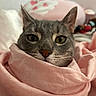 cat, gray_cat, blanket, pink_blanket, cozy, pet, fur, whiskers, ears, face, indoor, close_up, cute, animal, domestic_animal, resting, soft_texture, sleepy, cute_pet, curious