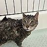cat, wet, bathtub, animal, pet, fur, water, indoor, surprised, bath, mammal, domestic_animal, eyes, whiskers, head, face, ears, floor, tile, bathroom