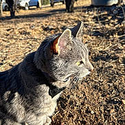 Jack is registered to the contest to win money with this photo: cat, gray_cat, tabby, animal, pet, outdoor, sunlight, yellow_eyes, earth, dry_ground, tree, car, nature, whiskers, feline, close_up, profile, daylight, collar, curious