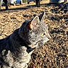 cat, gray_cat, tabby, animal, pet, outdoor, sunlight, yellow_eyes, earth, dry_ground, tree, car, nature, whiskers, feline, close_up, profile, daylight, collar, curious