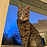 Jack joined the competition — help win amazing prizes! cat, tabby, window, windowsill, evening, sky, blue_sky, indoor, animal, pet, fur, ears, whiskers, eyes, portrait, sitting, curious, silhouette, nature, calm