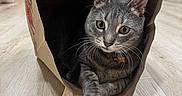 Jack joined the competition — help win amazing prizes! cat, paper_bag, gray_tabby, floor, wooden_floor, indoor, pet, whiskers, eyes, domestic, household, kitchen, furniture, person, background, curious, cozy, animal, resting, close_up