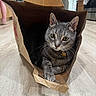 cat, paper_bag, gray_tabby, floor, wooden_floor, indoor, pet, whiskers, eyes, domestic, household, kitchen, furniture, person, background, curious, cozy, animal, resting, close_up