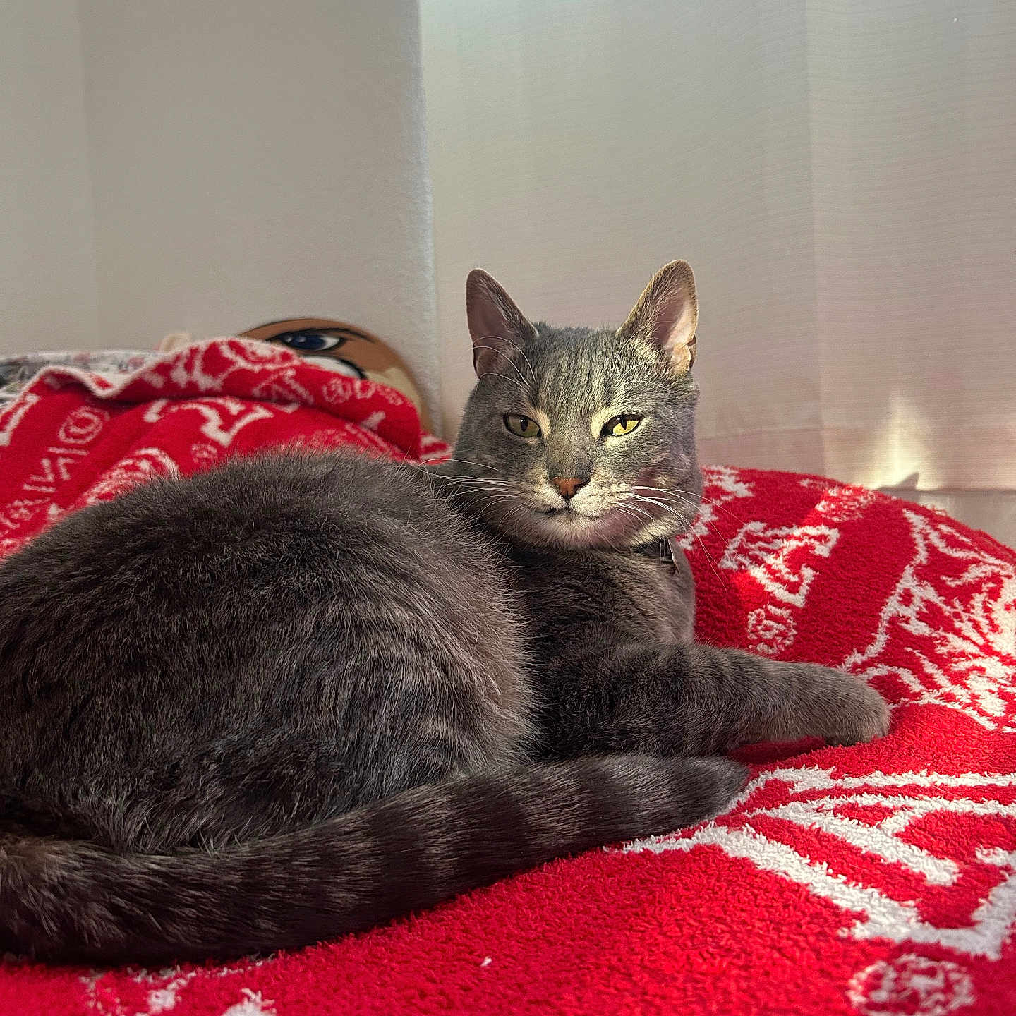 Jack joined the competition — help win amazing prizes! cat, gray_cat, pet, animal, indoor, blanket, red_blanket, patterned_blanket, furniture, cozy, relaxed, resting, window_light, fur, whiskers, tail, ear, home, domestic, cute