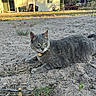 cat, gray_cat, tabby_cat, sand, yard, backyard, house, patio, sunlight, grass, plants, outdoor, feline, pet, animal, relaxed, alert, nature, daylight, ground