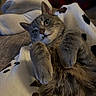 Jack is registered to the contest to win money with this photo: cat, gray_cat, tabby, pet, animal, cozy, blanket, paws, fur, indoor, relaxed, cute, lying_down, mammal, whiskers, ears, face, closeup, plaid, home