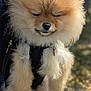 Sonny joined the competition — help win amazing prizes! dog, pomeranian, fluffy, fur, pet, animal, cute, smiling, sleepy, harness, outdoor, blurry_background, small_dog, furry, face, nose, ears, legs, companionship, portrait