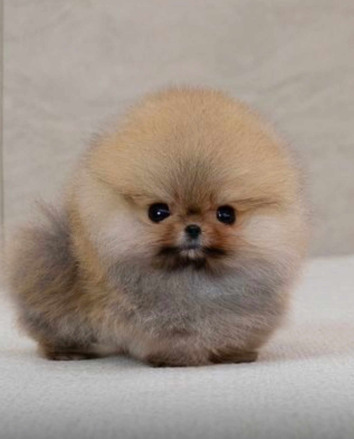 Sonny joined the competition — help win amazing prizes! puppy, dog, pomeranian, fluffy, cute, small, pet, animal, fur, face, sitting, adorable, young, domestic_animal, canine, mammal, portrait, eyes, nose, soft