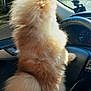 dog, fluffy, car_interior, steering_wheel, dashboard, sunlight, window, pet, fur, seat, road, nature_outside, daylight, vehicle, canine, companion, travel, outdoor_view, parked_car, animal