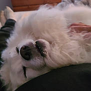 Glacier is registered to the contest to win money with this photo: dog, white, fluffy, lying_down, mouth_open, teeth, cozy, indoor, bedroom, furniture, dresser, blurred_background, relaxed, pet, canine, animal, closeup, fur, nose, sleepy
