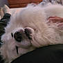 dog, white, fluffy, lying_down, mouth_open, teeth, cozy, indoor, bedroom, furniture, dresser, blurred_background, relaxed, pet, canine, animal, closeup, fur, nose, sleepy