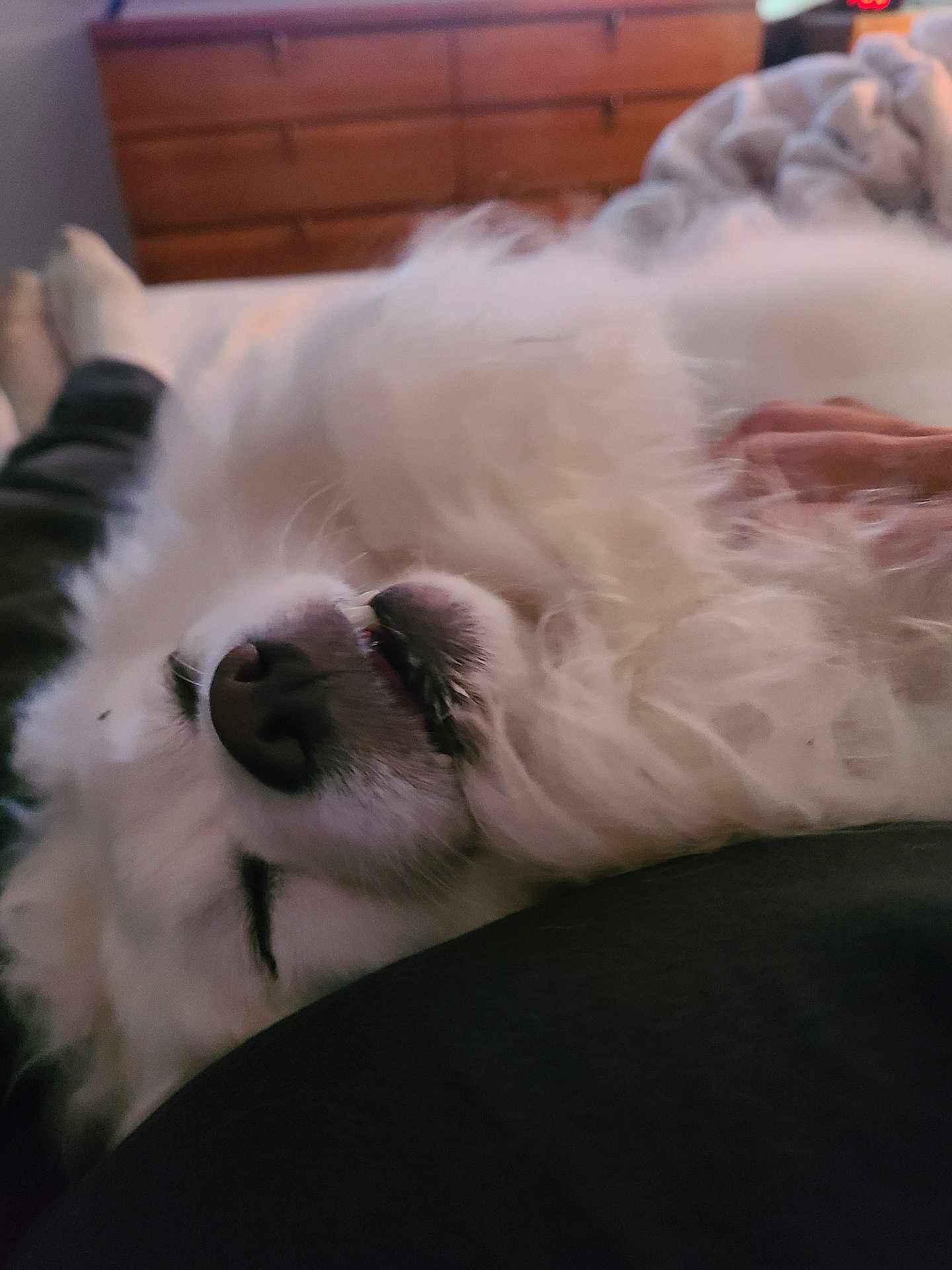 Glacier is registered to the contest to win money with this photo: dog, white, fluffy, lying_down, mouth_open, teeth, cozy, indoor, bedroom, furniture, dresser, blurred_background, relaxed, pet, canine, animal, closeup, fur, nose, sleepy