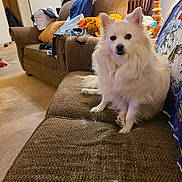 Glacier is registered to the contest to win money with this photo: animal_print, blanket, carpet, chair, clutter, couch, cozy, dog, fluffy, fur, furniture, home, indoor, lamp, living_room, pet, relaxed, stuffed_toys, white_dog, world_map