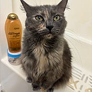 Komi joined the competition — help win amazing prizes! cat, bathroom, bathtub, shampoo_bottle, container, gray_cat, fluffy_fur, green_eyes, sitting, pet, indoor, whiskers, fur, animal, looking, close_up, domestic_cat, household, cleaning_product, bathroom_shelf