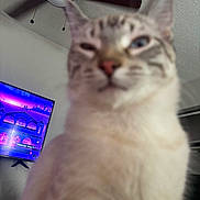 Stink joined the competition — help win amazing prizes! cat, indoor, close_up, blurry, ceiling_fan, television, furniture, wall, pet, animal, face, whiskers, ears, fur, domestic_animal, home, living_room, screen, electronics, blur